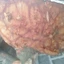 cây móng bò khô túi 1kg 500gram