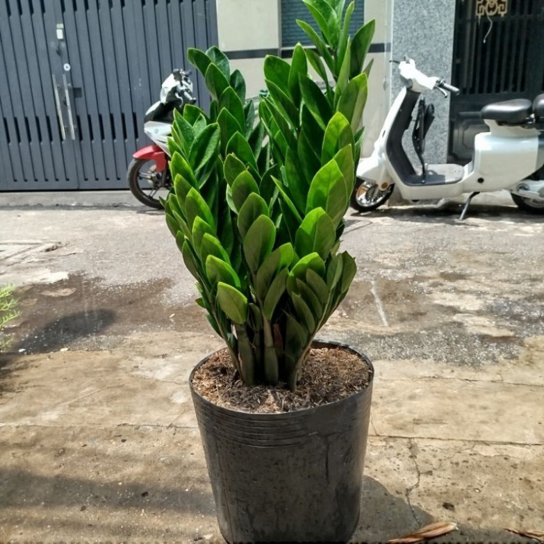 (Hỏa Tốc) Cây Kim Tiền Lớn ( Kim Phát Tài) | Shopee Việt Nam