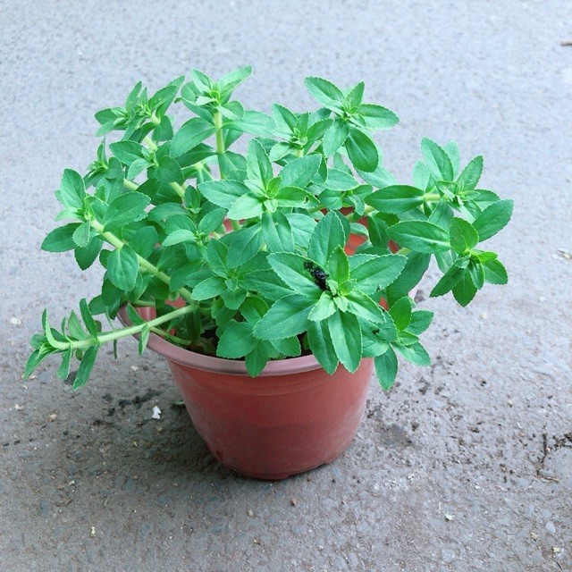 Chậu Cây Rau Ngổ (Ngò Om) | Shopee Việt Nam
