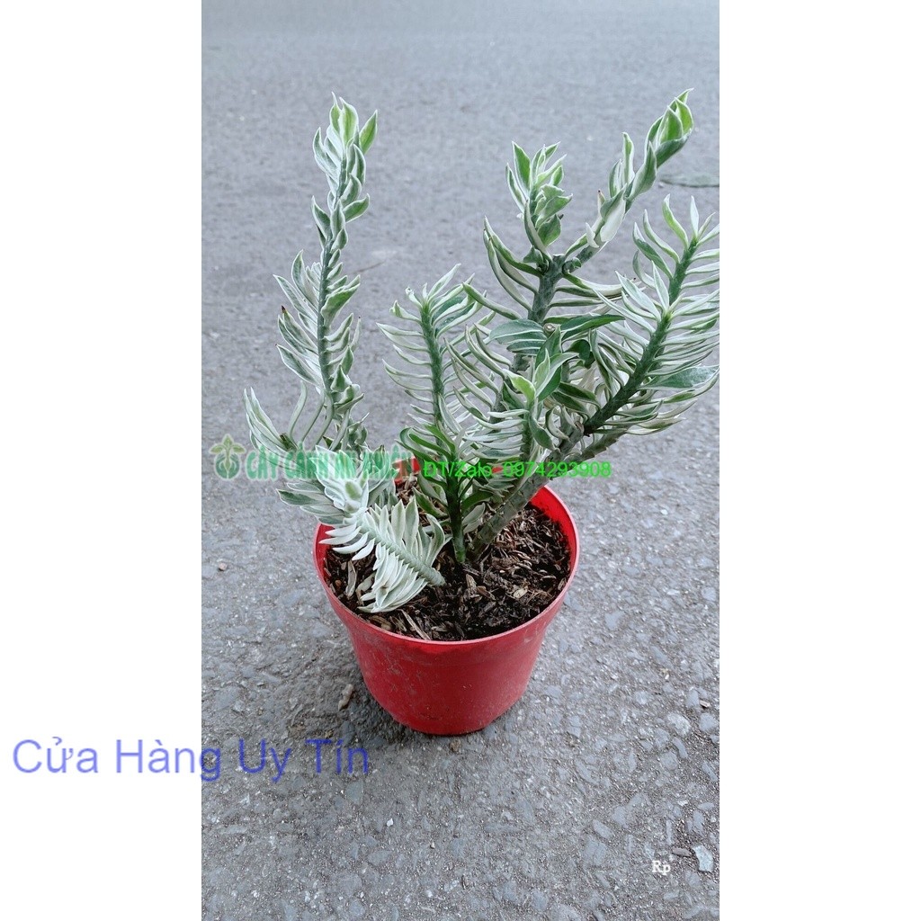 Cây Chân Rết | Shopee Việt Nam