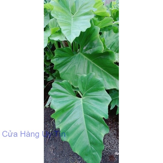 Cây Subin cao 1m | Shopee Việt Nam