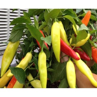 Combo 5 bầu cây Ớt Sừng Trâu , cây con, mua 10 tặng 1