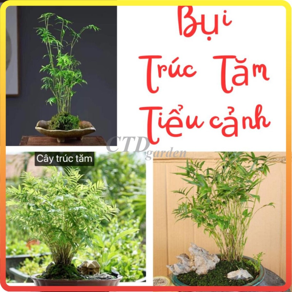 Cây TRÚC TĂM bụi mini 3040cm, bụi nhiều nhánh lá xanh rất phù hợp trồng ...