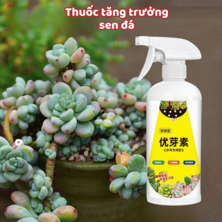 Kích Nảy Mầm Sen Đá Xịt Kích Mầm Chồi Giúp Sen Đá Mập Mạp Kích Thích Ra Rễ Chiết Tách Cành 300ml Life Plus - KR02