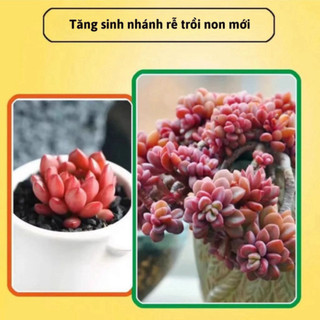 Kích Nảy Mầm Sen Đá Xịt Kích Mầm Chồi Giúp Sen Đá Mập Mạp Kích Thích Ra Rễ Chiết Tách Cành 300ml Life Plus - KR02
