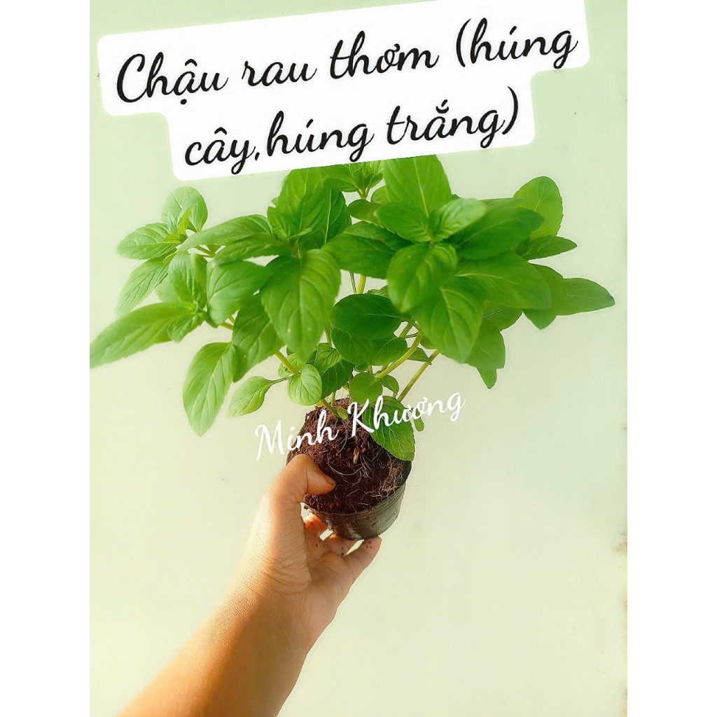 chậu cây rau thơm(còn gọi là húng cây, húng trắng) trưởng thành nhiều ...