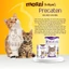 Sữa bột cho mèo Precaten Dr.Kyan
