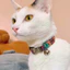 Cat Collar Pro Dây vải cao cấp khắc tên cho mèo - Pettag Mozzi