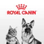 Thức ăn hạt Royal canin Mini Puppy Adult cho chó kích thước nhỏ