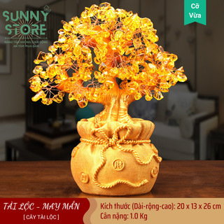 Cây tài lộc, Cây tiền vàng đế túi tiền, Cây kim tiền phong thủy, Decor Trang trí nhà cửa, Quà tặng ý nghĩa - SUNNY