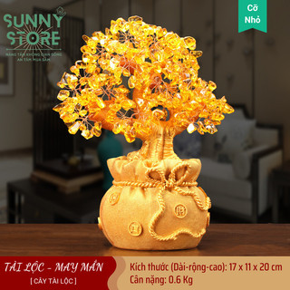 Cây tài lộc, Cây tiền vàng đế túi tiền, Cây kim tiền phong thủy, Decor Trang trí nhà cửa, Quà tặng ý nghĩa - SUNNY