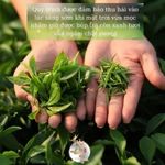Hộp Trà Gỗ Quà Tặng Trung Thu Chè Ô Long Ngon Thượng Hạng Shan Tuyết & Thái Nguyên Biếu Khách Hàng Đối Tác — ảnh 2