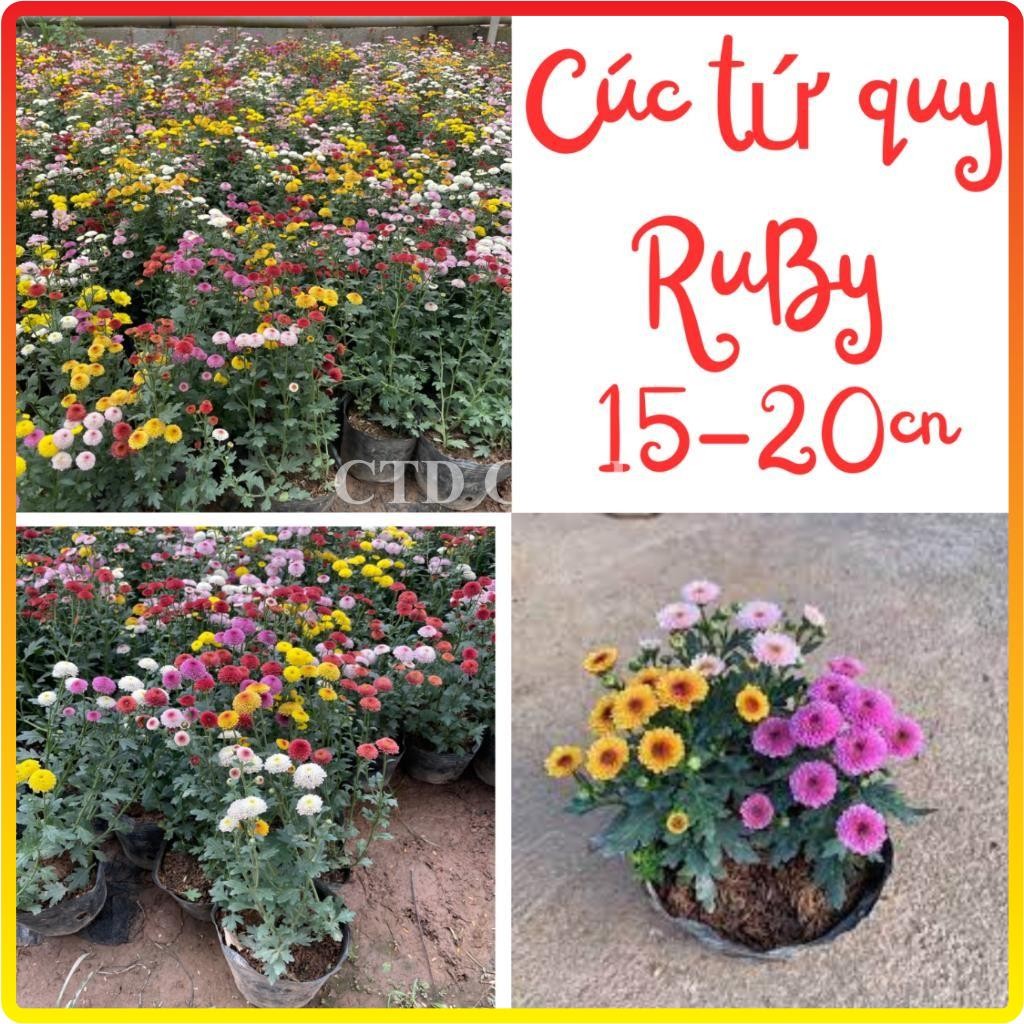 Cây hoa CÚC TỨ QUÝ RUBY, bầu cao 15cm sai nụ hoa nở bắt mắt (Chỉ giao ...