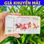 Tiền Mã Đáo Thành Công Macao Lưu Niệm Hình Con Ngựa và Cá Chép Vượt Vũ Môn Lì Xì Tết Ý Nghĩa