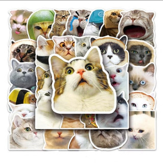 Set combo 50 miếng dán sticker Mèo Meme vui nhộn chống thấm nước dán nón mũ bảo hiểm laptop vali sổ sách xe máy đàn