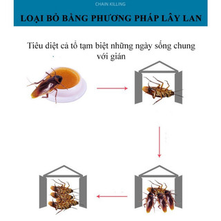 Vỉ 8 Viên Diệt Gián  An Toàn và Hiệu Quả - Giá tốt.