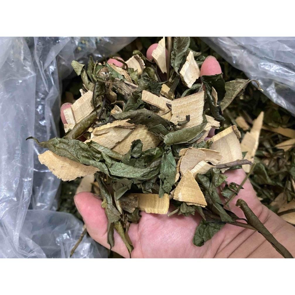 Cây lá gan rừng giúp giải độc gan, giải rượu, hỗ trợ thanh nhiệt mát gan, tăng cường chức năng gan