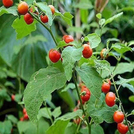 Thân Cà Gai Leo Sấy Khô 100% Tự Nhiên, Mát Gan Giải Rượu, Thanh Nhiệt Giải Độc Cơ Thể Hết Nóng Trong Người - 500g