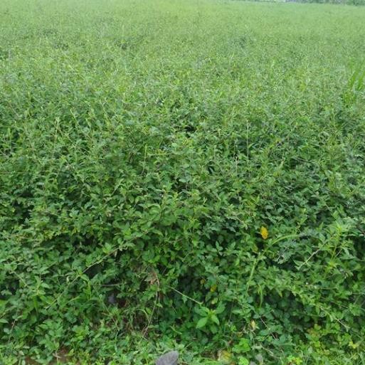 Thân Cà Gai Leo Sấy Khô 100% Tự Nhiên, Mát Gan Giải Rượu, Thanh Nhiệt Giải Độc Cơ Thể Hết Nóng Trong Người - 500g