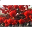 Combo 10 Đèn Lồng Đỏ Treo Trang Trí Tết, Lễ Hội, Năm Mới, Tết Nguyên Đán,, Trung Thu, Đèn Nháy, Noel