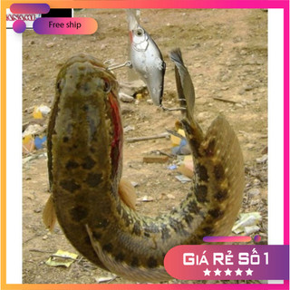 [KM] Mồi Giả Hình Con Ếch 5g/8g/13g/15g Super Frog Lure Mồi Giả Câu Cá Lóc Siêu Nhạy MO62 [SF3]