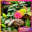 Mồi Câu Cá Giả Tokugawa Hình Ếch Nhảy Mini 2.5cm / 3g MO32