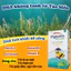 Avisure Mysanta Junior DHA DHA và omega thực vật không tanh từ Hà Lan 20ml