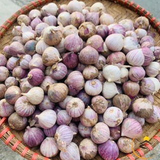 1kg Tỏi cô đơn. Đặc sản tỏi cô đơn, tỏi 1 nhánh