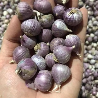 (BÁN CHẠY) 1KG Tỏi cô đơn. Đặc sản tỏi cô đơn, tỏi 1 nhánh