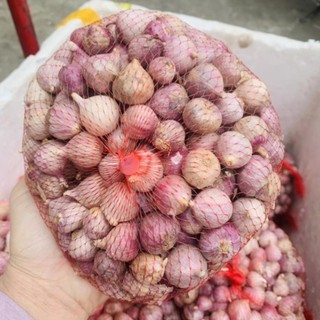 1kg Tỏi cô đơn. Đặc sản tỏi cô đơn, tỏi 1 nhánh
