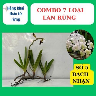 combo 7 loại lan rừng khác nhau, dễ chăm sóc , hoa thơm