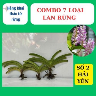 combo 7 loại lan rừng khác nhau, dễ chăm sóc , hoa thơm