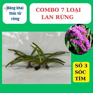 combo 7 loại lan rừng khác nhau, dễ chăm sóc , hoa thơm