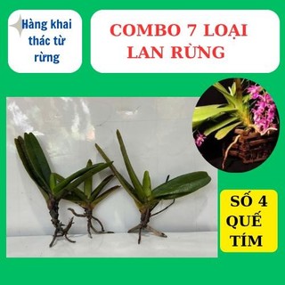 combo 7 loại lan rừng khác nhau, dễ chăm sóc , hoa thơm