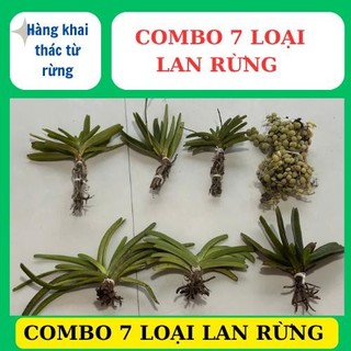 combo 7 loại lan rừng khác nhau, dễ chăm sóc , hoa thơm