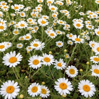 [200 Hạt] Hạt Giống Cúc Họa Mi Marguerite – Cao 50cm – Hoa Sai, Nảy Mầm Cao
