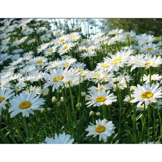 [200 Hạt] Hạt Giống Cúc Họa Mi Marguerite – Cao 50cm – Hoa Sai, Nảy Mầm Cao