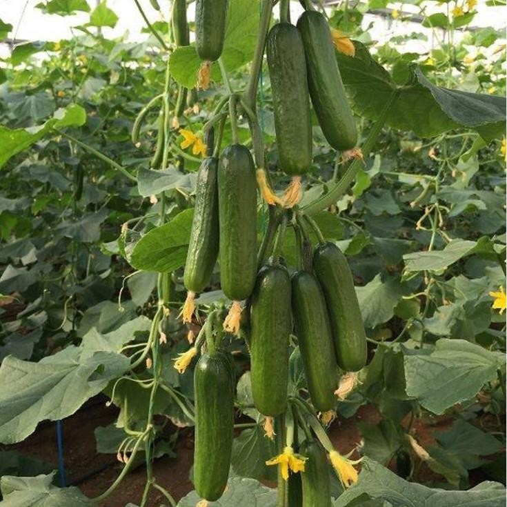 Hạt Giống Dưa Chuột Chùm Siêu Trái – Năng Suất Cao, Dễ Trồng