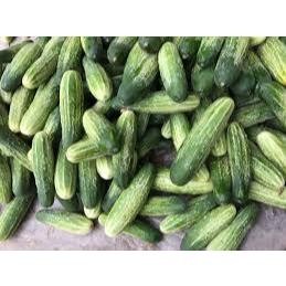 Hạt Giống Dưa Chuột Nếp Ta F1 – Vỏ Xanh Giòn Ngọt – Nảy Mầm Cao – Dễ Trồng Quanh Năm