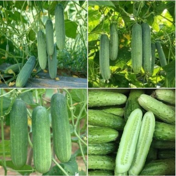 Hạt Giống Dưa Chuột Nếp Ta F1 – Vỏ Xanh Giòn Ngọt – Nảy Mầm Cao – Dễ Trồng Quanh Năm