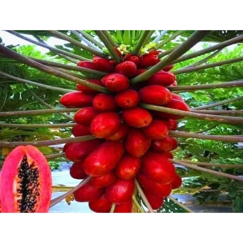 Hạt Giống Đu Đủ Siêu Lùn – Trái To Ngọt – Vỏ Đỏ Ruột Đỏ, Nảy Mầm Cao