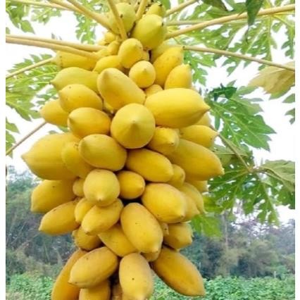Hạt Giống Đu Đủ Lùn Vỏ Vàng Siêu Trái – Giống F1 Năng Suất Cao, Trái To Ngọt
