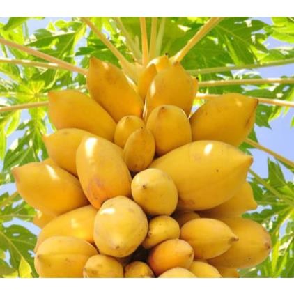 Hạt Giống Đu Đủ Lùn Vỏ Vàng Siêu Trái – Giống F1 Năng Suất Cao, Trái To Ngọt