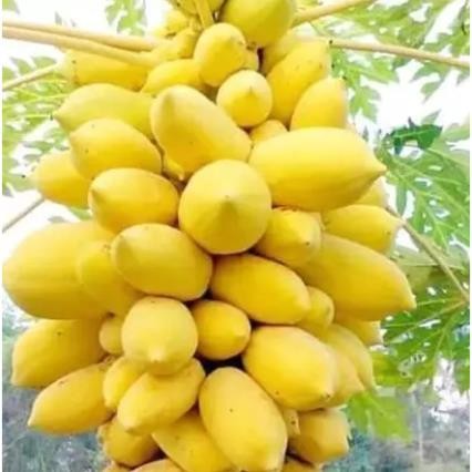 Hạt Giống Đu Đủ Lùn Vỏ Vàng Siêu Trái – Giống F1 Năng Suất Cao, Trái To Ngọt