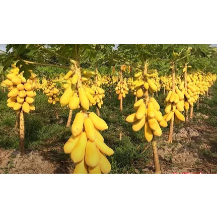 Hạt Giống Đu Đủ Lùn Vỏ Vàng Siêu Trái – Giống F1 Năng Suất Cao, Trái To Ngọt