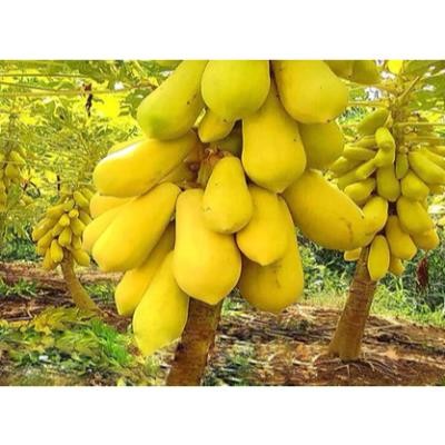 Hạt Giống Đu Đủ Lùn Vỏ Vàng Siêu Trái – Giống F1 Năng Suất Cao, Trái To Ngọt