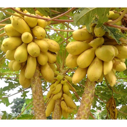 Hạt Giống Đu Đủ Lùn Vỏ Vàng Siêu Trái – Giống F1 Năng Suất Cao, Trái To Ngọt