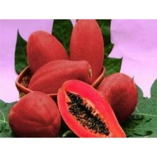Hạt Giống Đu Đủ Lùn Vỏ Đỏ – Siêu Trái, Dễ Trồng, Năng Suất Cao