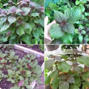 Combo Hạt Giống Rau Thơm (Húng Quế, Tía Tô, Kinh Giới, Hành, Mùi) – Hạt Sạch F1 hàng cty