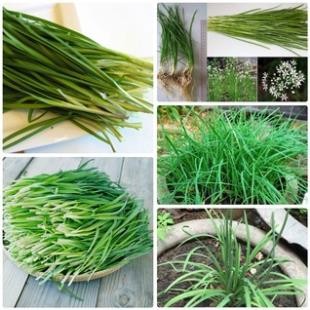 Combo Hạt Giống Rau Thơm (Húng Quế, Tía Tô, Kinh Giới, Hành, Mùi) – Hạt Sạch F1 hàng cty